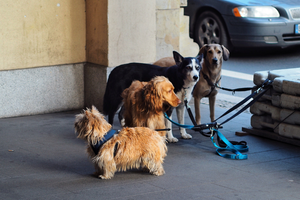 SAFE WALKS EVERY SINGLE DAY